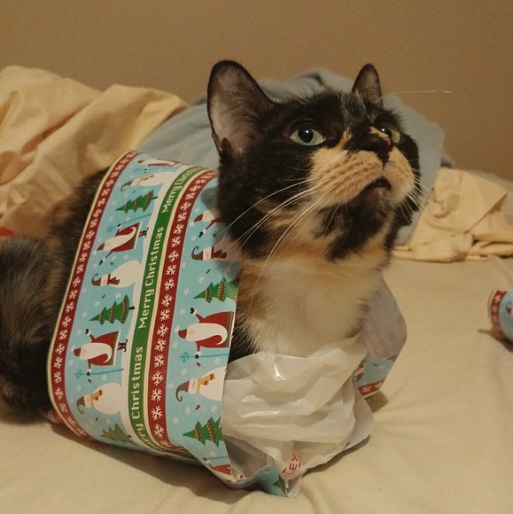 Meet your Posher, Luna - Picture 3 of 10